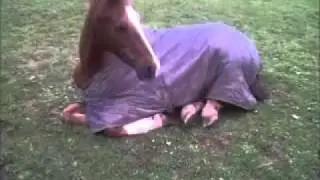 Danny sleeping in the field - funny :D