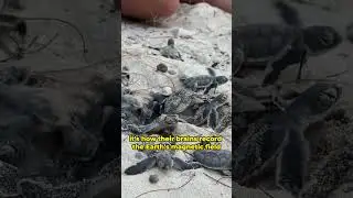 Why You Can&rsquo;t Save Baby Turtles 🚫