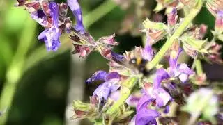 What3Plants9   Common Knapweed, Devil's Bit Scabious, Indigo Woodland Sage