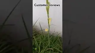 Tuberose bulbs reviews and packaging video What's app 8015871885 #sale #viralvideo #shorts #trending