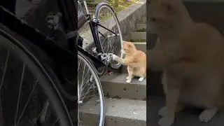 Orange Cat Playing with Its Toy 😹 #cat #orangecat #gingercat #cattoy #pettoy #biketoy #bicycle