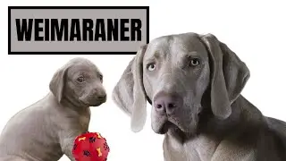 Weimaraners: The Silver Ghosts of the Dog World