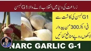Farming in pakistan | NARC G1 Garlic | Cash Crop of Pakistan |