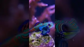 Mandarin Goby Close-Up 🐠 | One of the Most Beautiful Fish on Eart