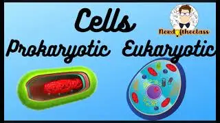 Prokaryotic vs Eukaryotic Cell #biology #histology #cellularbiology