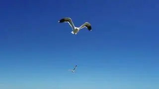 Seagulls Attack Drone