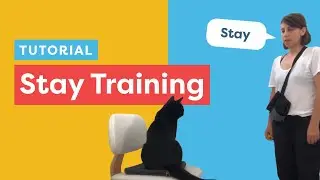 Teach Your Cat To Stay With Clicker Training