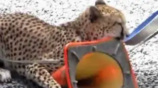 Cheetah Runs in Wild Cat E&C Compound