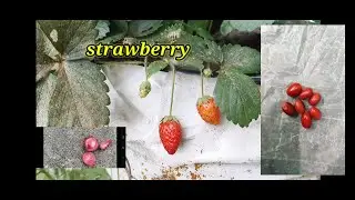 Strawberry miracle#fruits#food #fruit #agriculture #vegetables #farming #minnaiedits#minna