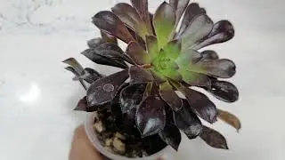 suculentas aeonium arboreum atropurpureum cuidados donsuculento