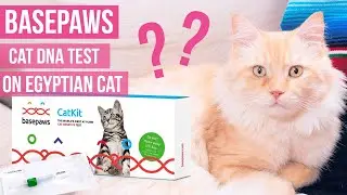 Basepaws DNA Kit for BOB CUSTARD! Basepaws cat DNA kit walkthrough & process