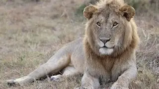 Safari @ Kenya (Tsavo, Taita Hills, Masai Mara / December 2016)