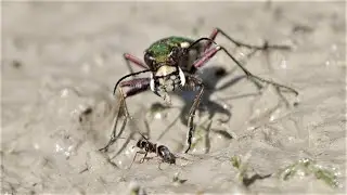 Sandlaufk&auml;fer beim Wassertrinken / Tiger beetle drinking water
