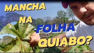 CUIDADO: MANCHA NA FOLHA DO QUIABO - DICA R&Aacute;PIDA!!!