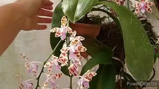 Phalaenopsis mariae