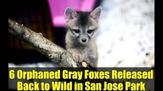 6 Orphaned Gray Foxes Released Back to Wild in San Jose Park