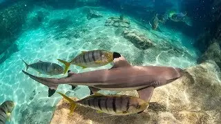 Shark Myths busted at Discovery Cove