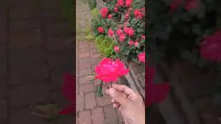 Rose Picking In May
