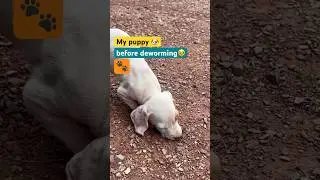 Puppy deworming signs 🥹🥲🥹 #shorts #dog