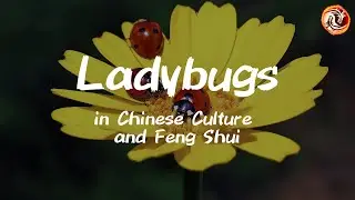 Ladybugs in Chinese Culture and Feng Shui: Symbols of Wealth, Romance, and Protection