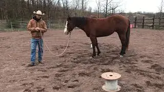Figure &ldquo;8&rdquo; pattern - Parelli Professional