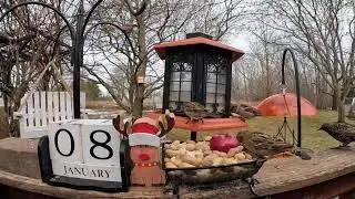 My Thursday Morning Mayhem (up close and personal) Bird & Squirrel Livestream