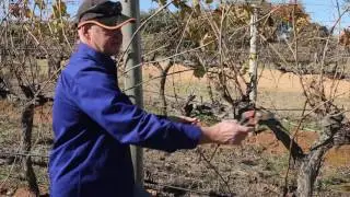 Managing Eutypa Dieback 6 of 10 - Reworking - An Alternative Approach