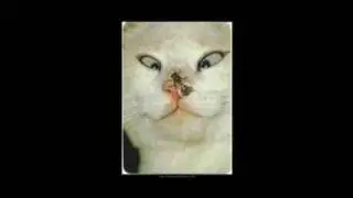 FUNNY picture collection 2