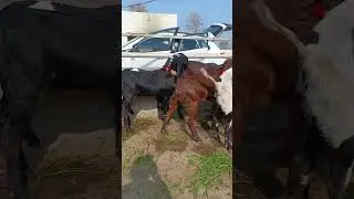 #goat #beautifullgoats #beautifullgoats #cattlemarket #cow #cattleworld #cowmandi #animals