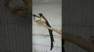 Paradise Whydhia Fich #viral #shorts #subscribe #ekorpanjang #finch #fyp #breeding