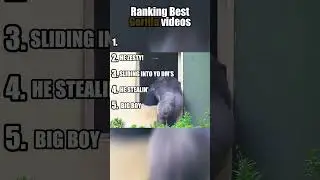 Top 5 Funniest Gorilla Videos Ever! #shorts