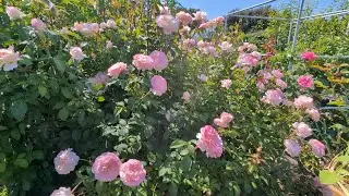 Australian Beauty rose review after 3 years