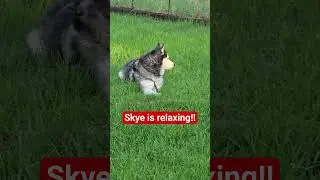 #husky #huskyowner #huskydog #huskylife #lovemydogsomuch