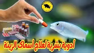 علاج أسماك الزينة بالأدوية البشرية 💊💊
