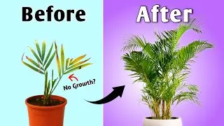 Grow Areca Palm Plant 2X FAST! - Areca Palm Plant Care Tips
