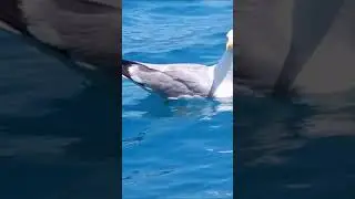 Чайка плавает на волнах в Эгейском море #shorts