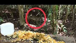The Squirrel Was Afraid After Coming Meminna 😳 || New Animals Videos Of The Week 🐿 || Pet pals 🐾