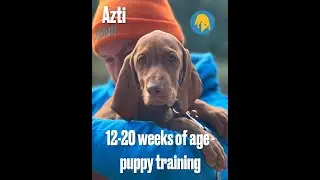Mantrailing - Azti - 12-20 weeks of age - puppy training (12.2025) - KOSA-GAK9 Hungary video