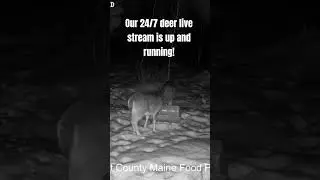 Check out the 24/7 deer feed live stream!  #maine #deer