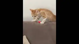 How adorable is this cute meowing cat? 😻#cutecat#meowingcat#lovecats#shortsviral#kitten#petlovers#