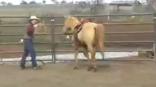 Seannie gets his start under saddle (colt starting)