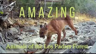 Amazing Animals of the Los Padres Forest