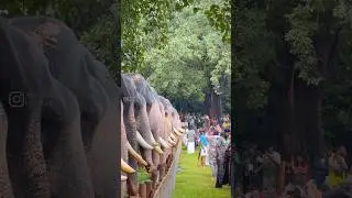 Vadakkumnathan Aanayoottu 2025 Thrissur | Kerala Elephants Gathering