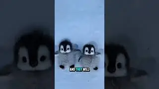 Fascinating Facts About Penguin Behavior!