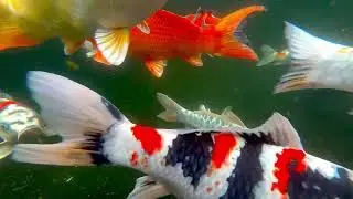 Feeding time