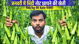 January mein bhindi ki kheti सबसे ज्यादा मंडी भाव मिलेगा | Ageti Bhindi ki kheti 