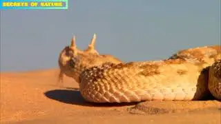 Very Dangerous Venomous Snakes in Amazon Jungle and Sahara desert pit viper HD.