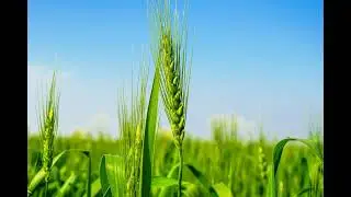 A Course in Miracles (ACIM) Workbook: Lesson 20