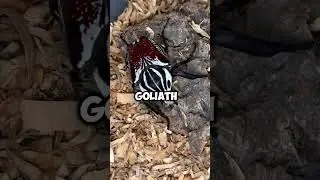 Unbelievable Insect Superpowers You Need to See! #facts #shorts