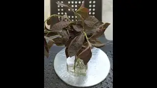 How to grow Lal badshah / Red spurge │Growth and time lapse